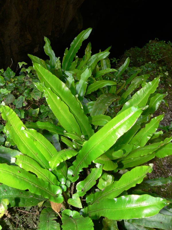 Phyllitis scolopendrium / Lingua cervina